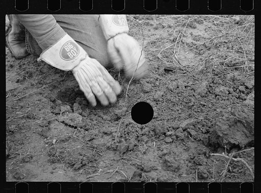 Untitled photo, possibly related to: Planting locust root cutting, Natchez Trace Project, near Lexington, Tennessee