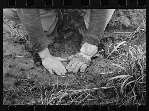 Planting locust root cutting, Natchez Trace Project, near Lexington, Tennessee