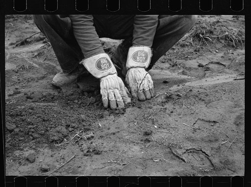 Untitled photo, possibly related to: Planting locust root cutting, Natchez Trace Project, near Lexington, Tennessee