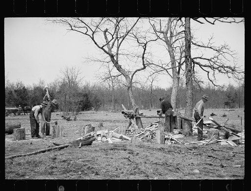 Splitting shingles, Wilson Cedar Forest Project, near Lebanon, Tennessee
