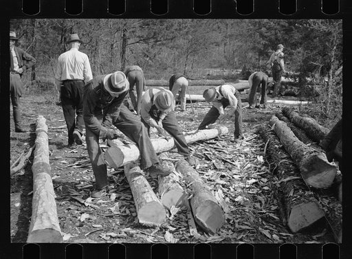 Untitled photo, possibly related to: Stripping logs to be used in log shelters at Wilson Cedar Forest, near Lebanon, Tennessee