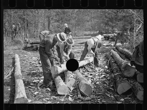 Untitled photo, possibly related to: Stripping logs to be used in log shelters at Wilson Cedar Forest, near Lebanon, Tennessee