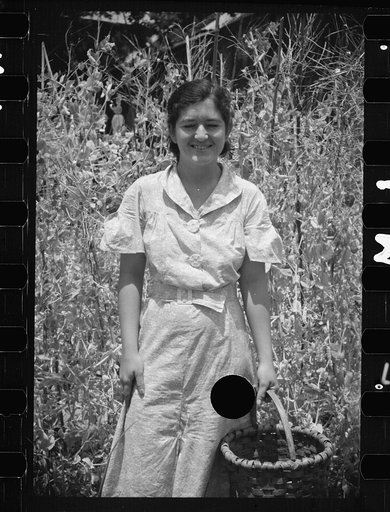 Untitled photo, possibly related to: Rehabilitation client picking English peas on farm near Batesville, Arkansas