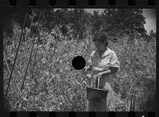 Untitled photo, possibly related to: Rehabilitation client picking English peas on farm near Batesville, Arkansas