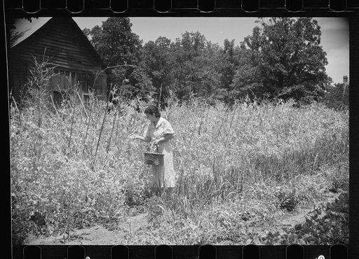 Rehabilitation client picking English peas on farm near Batesville, Arkansas