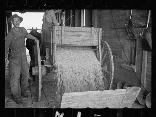 Corn being dumped into shaft of grain elevator, near Gibson City, Illinois