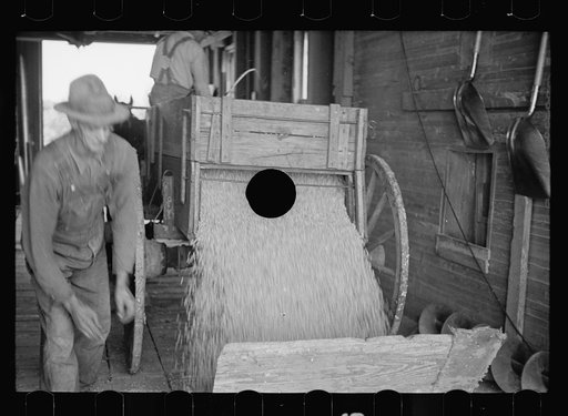 Untitled photo, possibly related to: Corn being dumped into shaft of grain elevator, near Gibson City, Illinois