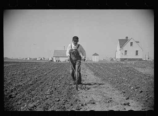 Miner-farmer working his land at the Granger Homesteads