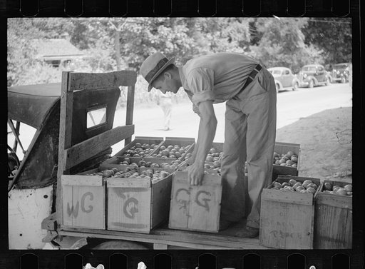 Truck farm tomatoes arrive at packing depot at Terry, Mississippi, for shipment to far points in the United States