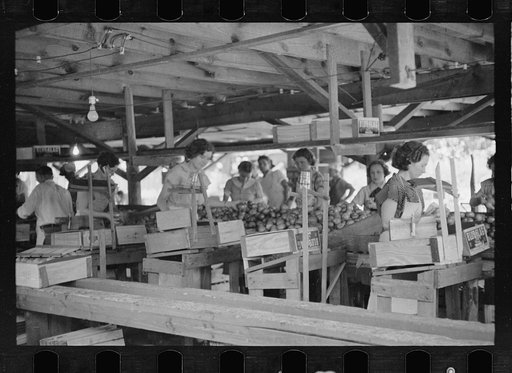 Untitled photo, possibly related to: Packing tomatoes for market at small packing depot at Terry, Mississippi, which cares for products of nearby truck farms