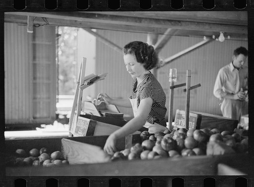 Packing tomatoes for market at small packing depot at Terry, Mississippi, which cares for products of nearby truck farms