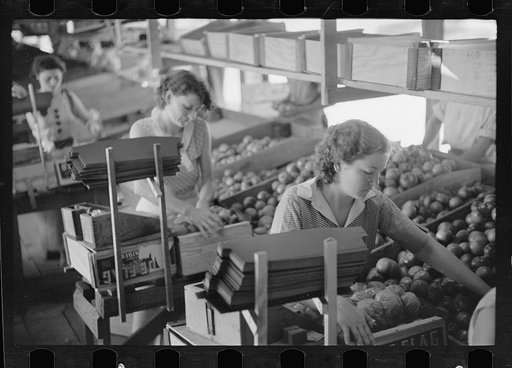 Untitled photo, possibly related to: Packing tomatoes for market at small packing depot at Terry, Mississippi, which cares for products of nearby truck farms