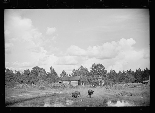 Untitled photo, possibly related to: [Abandoned land and poor pasture at Florida Withlacoochee River Agricultural Demonstration near Brooksville, Florida