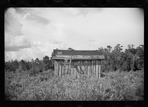 Untitled photo, possibly related to: [Abandoned land and poor pasture at Florida Withlacoochee River Agricultural Demonstration near Brooksville, Florida