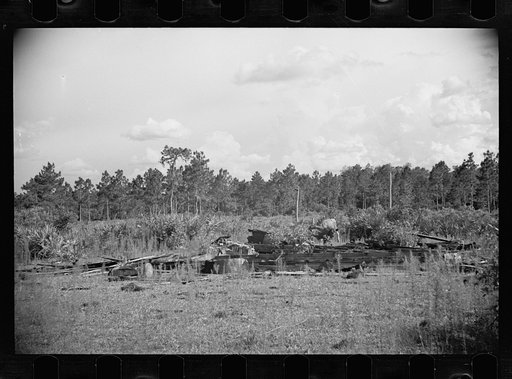 Abandoned land and poor pasture at Florida Withlacoochee River Agricultural Demonstration near Brooksville, Florida