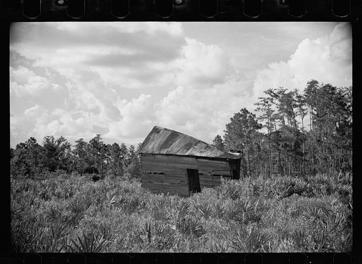 Untitled photo, possibly related to: Abandoned land and poor pasture at Florida Withlacoochee River Agricultural Demonstration Project near Brooksville, Florida