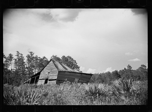 Abandoned land and poor pasture at Florida Withlacoochee River Agricultural Demonstration Project near Brooksville, Florida