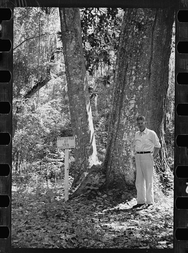 Huge magnolia tree, and project manager, John Wallace, of the Florida Withlacoochee River Agricultural Project near Brooksville