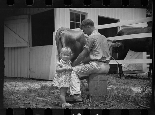 Untitled photo, possibly related to: Examining soil in cornfield, Penderlea Homesteads, North Carolina
