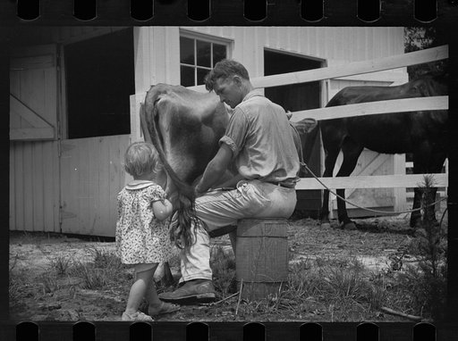 Untitled photo, possibly related to: Examining soil in cornfield, Penderlea Homesteads, North Carolina