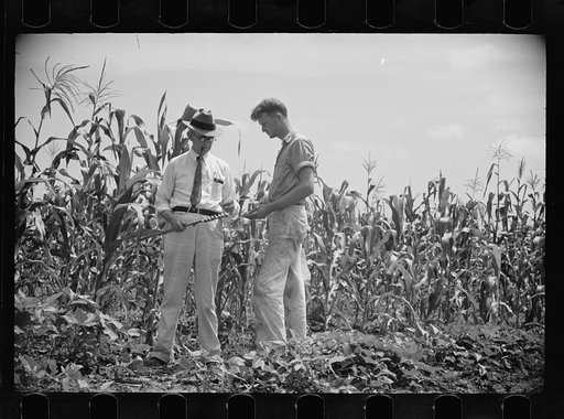 Examining soil in cornfield, Penderlea Homesteads, North Carolina