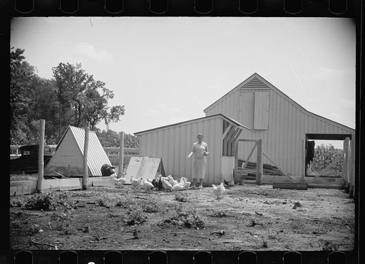 Untitled photo, possibly related to: Examining soil in cornfield, Penderlea Homesteads, North Carolina