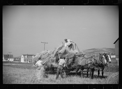 Threshing crew loading bundles, Tygart Valley, West Virginia