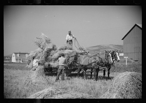 Untitled photo, possibly related to: Threshing crew loading bundles, Tygart Valley, West Virginia