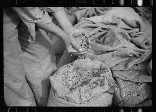 Wheat raised at Tygart Valley Homesteads, West Virginia
