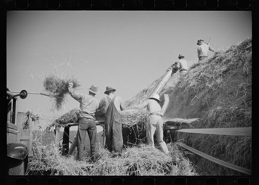 Threshing, Tygart Valley, West Virginia