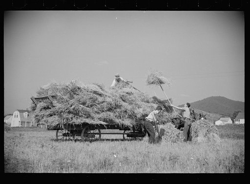 Untitled photo, possibly related to: Tygart Valley, West Virginia, threshing crew