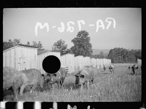 Untitled photo, possibly related to: Pigs on farm, Tygart Valley, West Virginia
