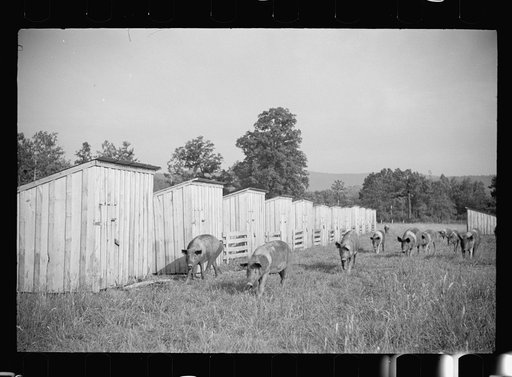 Pigs on farm, Tygart Valley, West Virginia