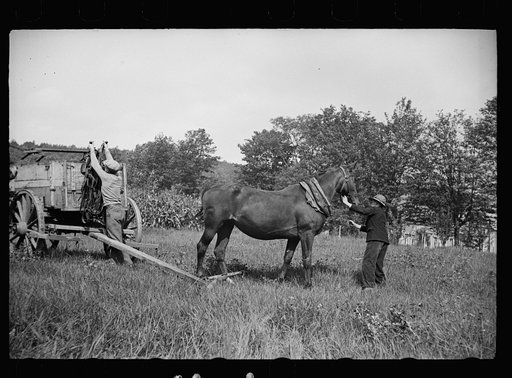The wagon has carried them into the fair and now the horses will try for the blue ribbon, Albany, Vermont