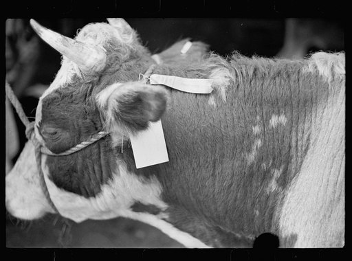 Untitled photo, possibly related to: Horse judging at the fair, Albany, Vermont