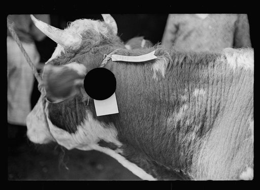 Untitled photo, possibly related to: Horse judging at the fair, Albany, Vermont