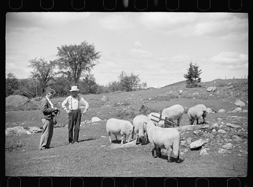 Untitled photo, possibly related to: Vermont farmer and sheep near North Troy