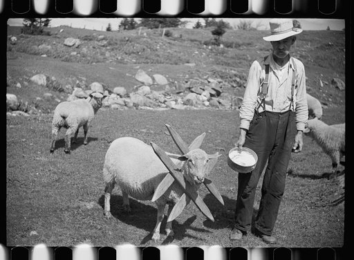 Untitled photo, possibly related to: Vermont farmer and sheep near North Troy