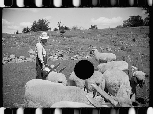 Untitled photo, possibly related to: Vermont farmer and sheep near North Troy