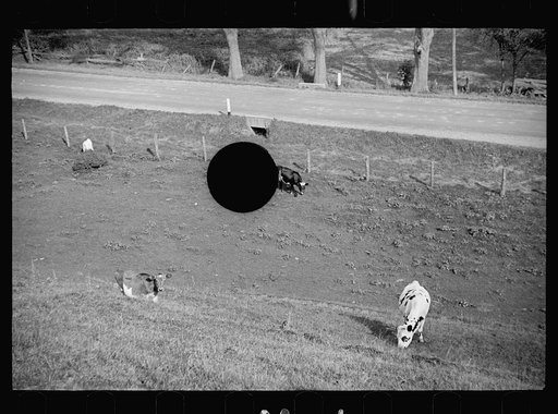 Untitled photo, possibly related to: Vermont farmer and sheep near North Troy