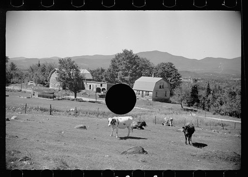 Untitled photo, possibly related to: Vermont farmer and sheep near North Troy