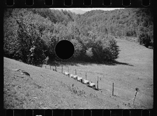 Untitled photo, possibly related to: Vermont farmer and sheep near North Troy