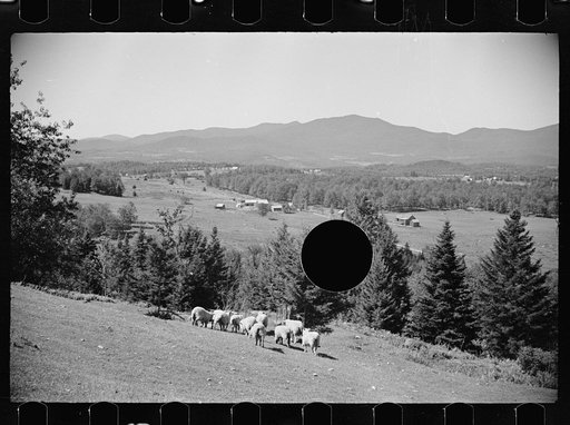 Untitled photo, possibly related to: Vermont farmer and sheep near North Troy