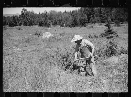 Untitled photo, possibly related to: Vermont farmer and sheep near North Troy