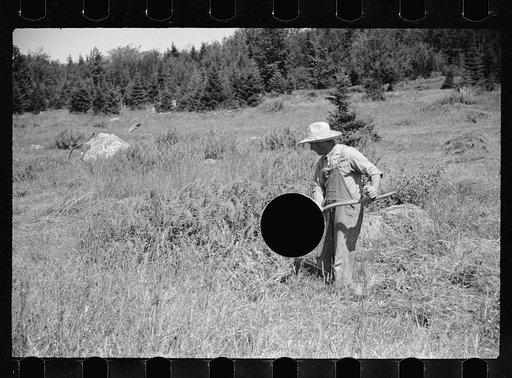 Untitled photo, possibly related to: Vermont farmer and sheep near North Troy