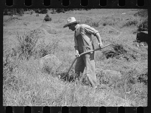 Untitled photo, possibly related to: Vermont farmer and sheep near North Troy