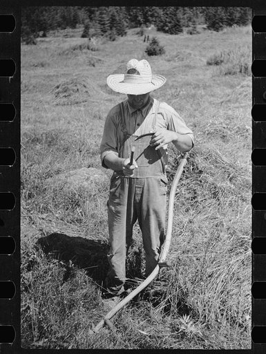 Untitled photo, possibly related to: Vermont farmer and sheep near North Troy