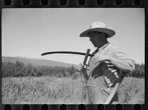 Untitled photo, possibly related to: Vermont farmer and sheep near North Troy
