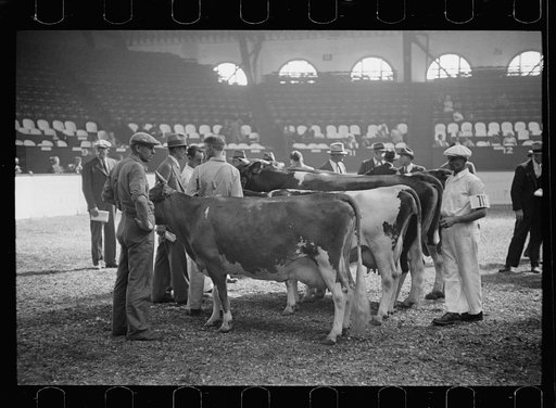 Untitled photo, possibly related to: Cattle judging contest at the Eastern State Fair, Springfield, Massachusetts