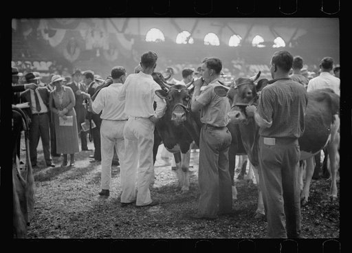 Untitled photo, possibly related to: Cattle experts at the stock show, Eastern States Fair, Springfield, Massachusetts